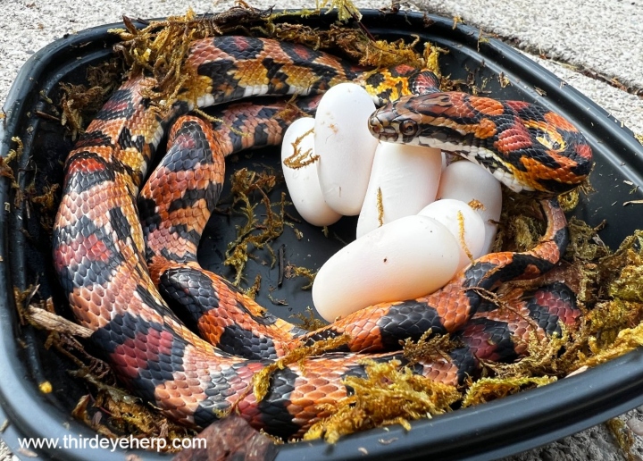 Okeetee Corn Snake
